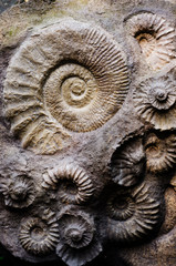 fossil ammonites © Sarka