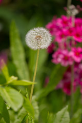 A detail shot of a beautiful dandelion