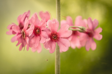 A beautiful pink floral wreath in detail