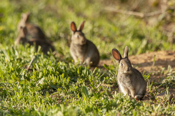 Obraz premium European Rabbit or Common Rabbit ( Oryctolagus cuniculus )