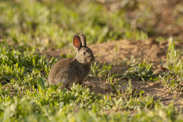 European Rabbit or Common Rabbit ( Oryctolagus cuniculus )