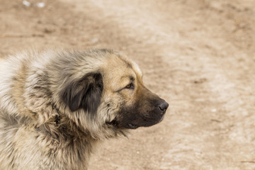 Sarplaninec shepherd dog
