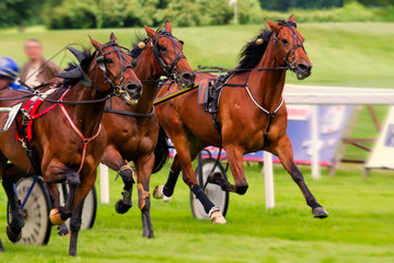 Obraz premium Rennpferd,Jockey,Pferd,Pferderennen,