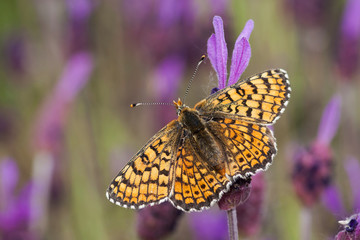 Butterfly in natural habitat, (Melitaea cinxia)