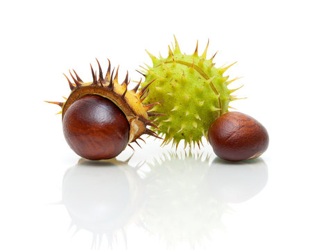 fruit chestnut closeup on a white background with reflection