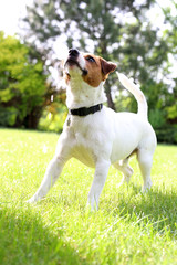Pies na wakacjach. Pies rasy Jack Russell terrier na zielonej trawie w słoneczny dzień