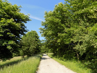 Road, forest and meadow
