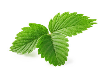 Leaves of strawberry