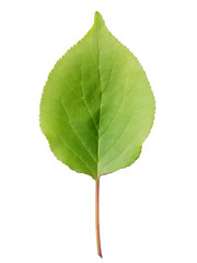 Fototapeta premium Leaves of apricot