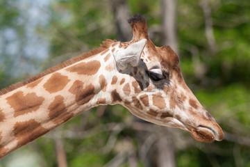 Tête de girafe en gros plan