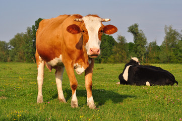 Cows on the meadow feeding