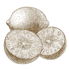 engraving  antique illustration of lime
