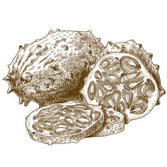 engraving  antique illustration of horned melon