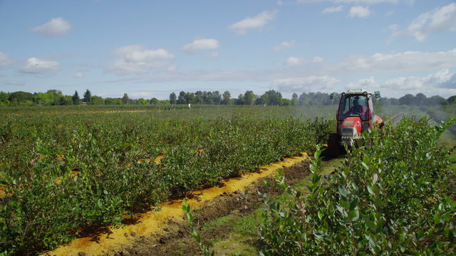 Tractor spraying blueberry field. 