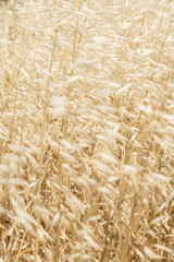 wheat blurred background