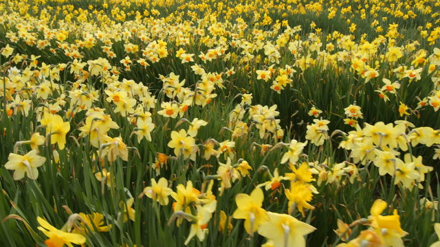 Field of daffodil flowers