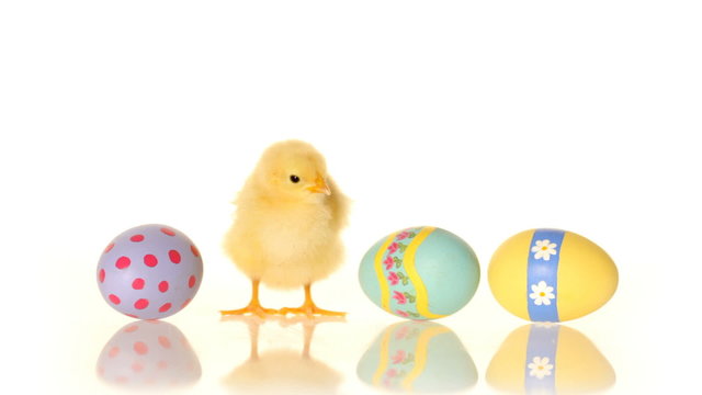 Easter eggs and baby chick