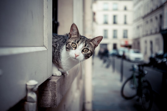 chat curieux fenêtre ville