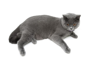 cat wearing a collar with a pendant on a white background