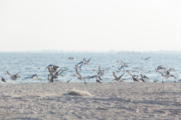 Flock of seagulls flies up on shore