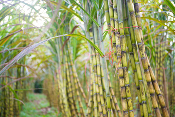 fresh sugarcane in garden