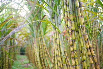 Obraz premium fresh sugarcane in garden