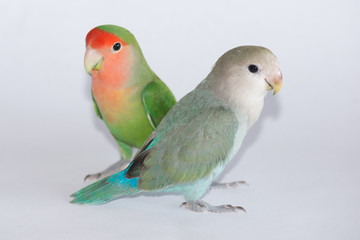 Lovebirds