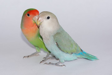 Lovebirds
