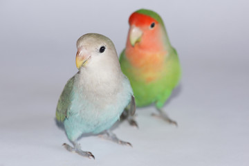 Lovebirds