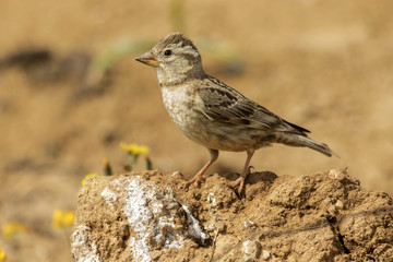 Sparrow chillón(Petronia petronia), perched on the floor