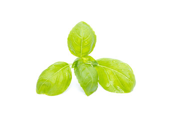 Fresh basil with dew isolated on white background.