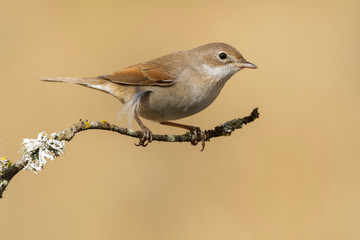 Sylvia communis posada on a branch