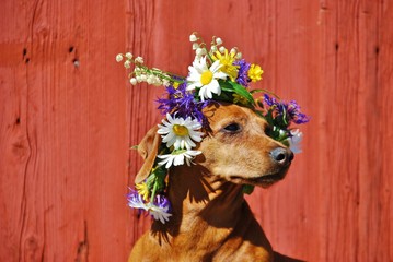 Dog with a traditional floral wreath to the Midsummer Festival in Sweden - obrazy, fototapety, plakaty