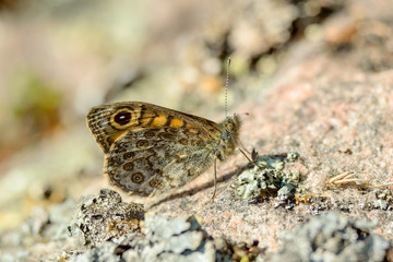 Ringlet (Aphantopus hyperantus)