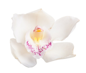 Fototapeta na wymiar White tropical orchid