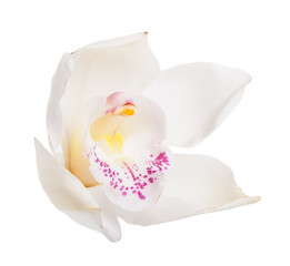 Fototapeta na wymiar White tropical orchid