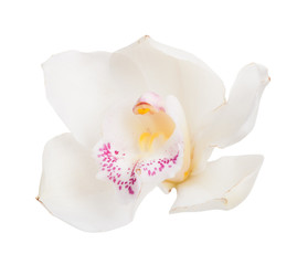 White tropical orchid