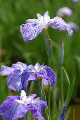花菖蒲