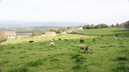 Fototapeta na wymiar Vacas pastando en un prado de Capcentelles, Barcelona