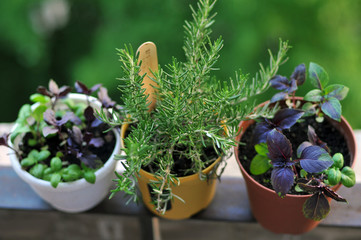 Garden at  the balcony 