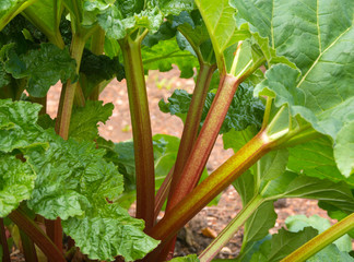 Rhubarb plants in a group with ripening stalks
