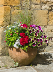 Fototapeta na wymiar Colorful plants in a terracota pot, including begonia, petunia,