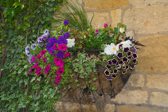 Colorful plants in wall mounted wrought iron basket  including b