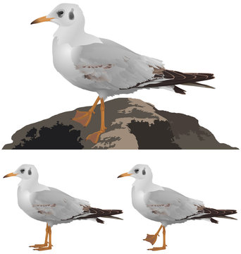 Set of seagulls isolated on white background