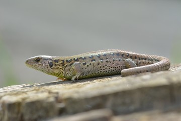 Oestliche Smaragdeidechse, Lacerta viridis, European green lizard