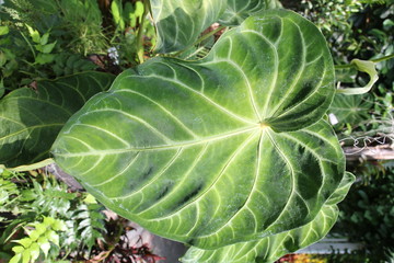 liść egotyczny © q2lucja