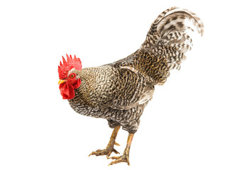 Rooster isolated