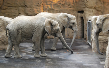 Elephants in Zoo