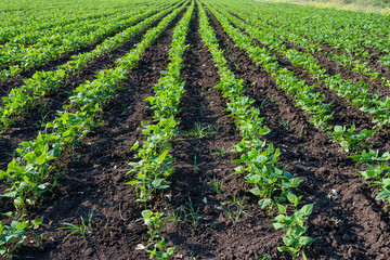 Fototapeta na wymiar Rows of soy plants in a cultivated farmers field