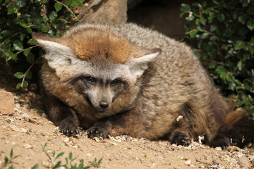 Naklejka na ściany i meble Bat-eared fox (Otocyon megalotis).